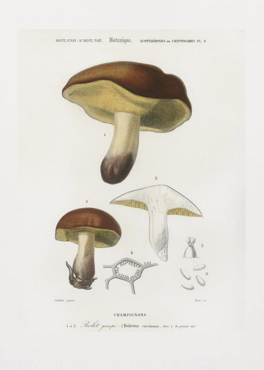 Mushroom (boletus Circinans) | Canvas