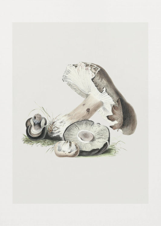 Vintage Agaricus Augustus Mushroom 50x70 | Poster