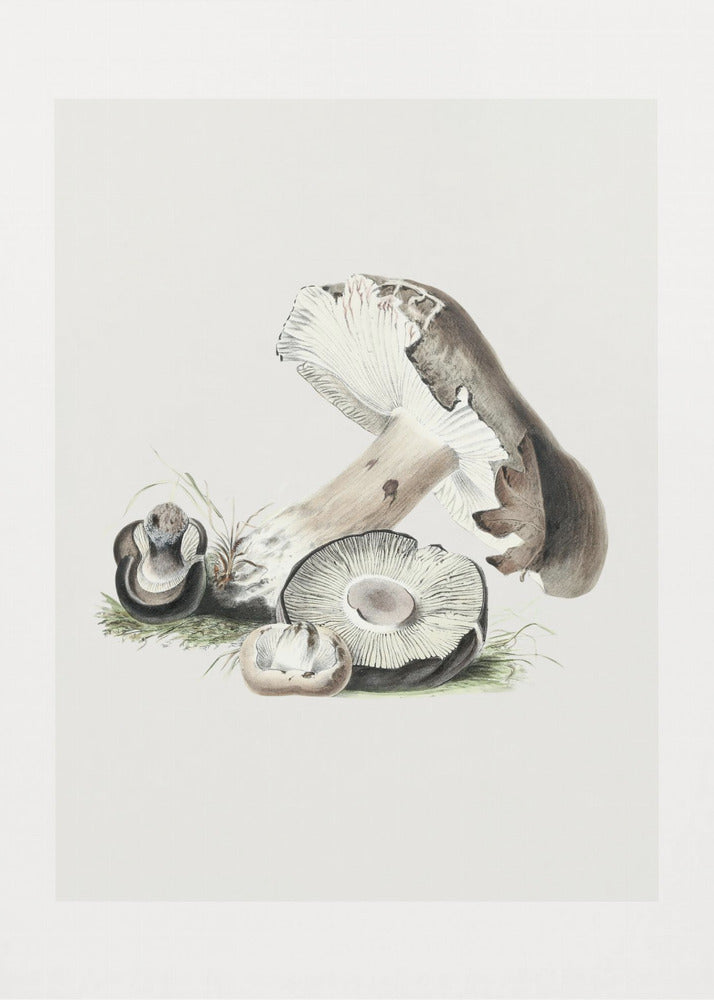 Vintage Agaricus Augustus Mushroom 50x70 | Canvas