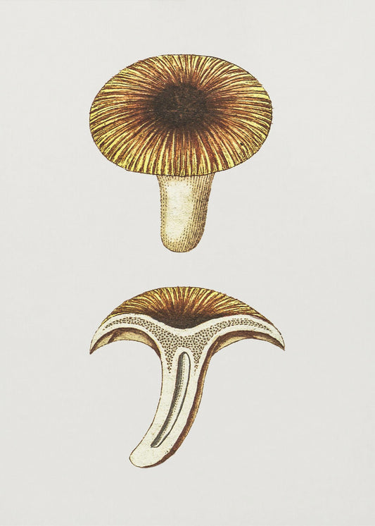 Vintage Chanterelles Edible Mushroom | Poster