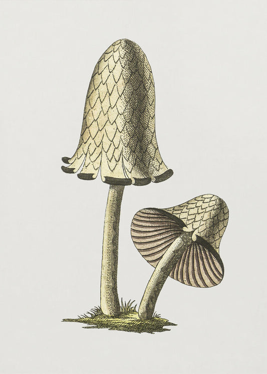 Vintage Inky Cap Edible Mushroom | Canvas