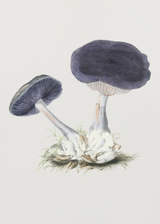 Vintage Violet Webcap Mushroom | Canvas
