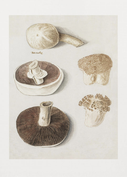 Common Meadow Mushroom, Agaricus Campestris Standing | Poster