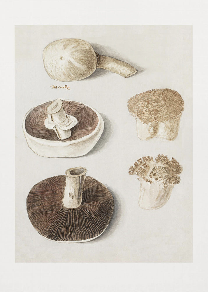Common Meadow Mushroom, Agaricus Campestris Standing | Canvas
