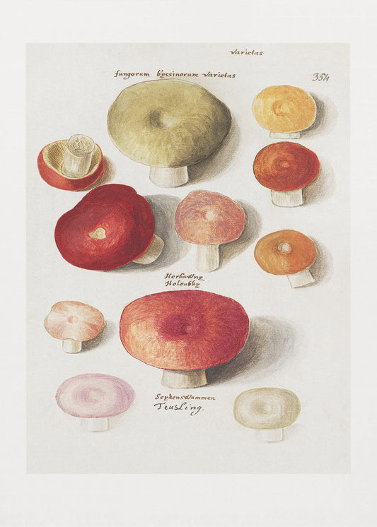 Boleten, Boletales Standing | Canvas