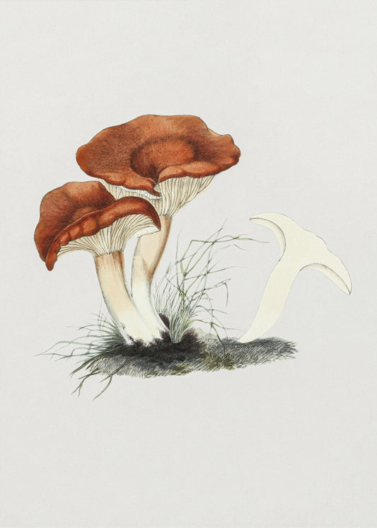 Hand Drawn Rufous Milkcap Mushroom | Poster