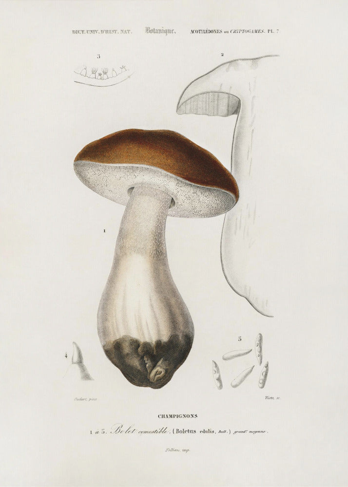 Penny Bun (boletus Edulis) | Canvas