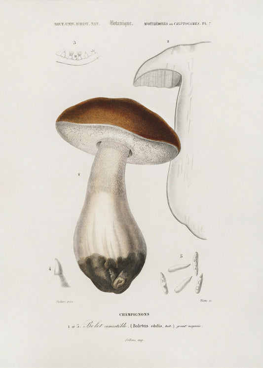 Penny Bun (boletus Edulis) | Canvas