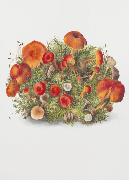 Study of Mushrooms (1880) Portrait Mode | Canvas