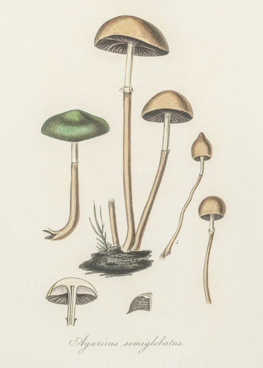 Agaricus Semiglobatus | Canvas