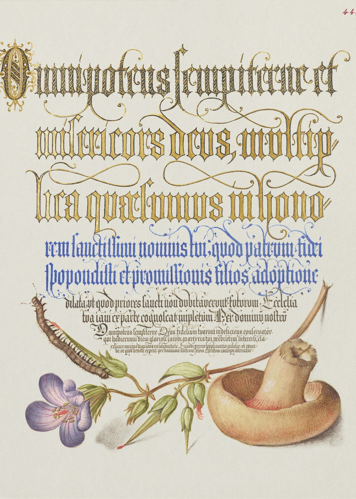 Mushroom Poster | Canvas