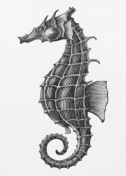 Seahorse | Poster