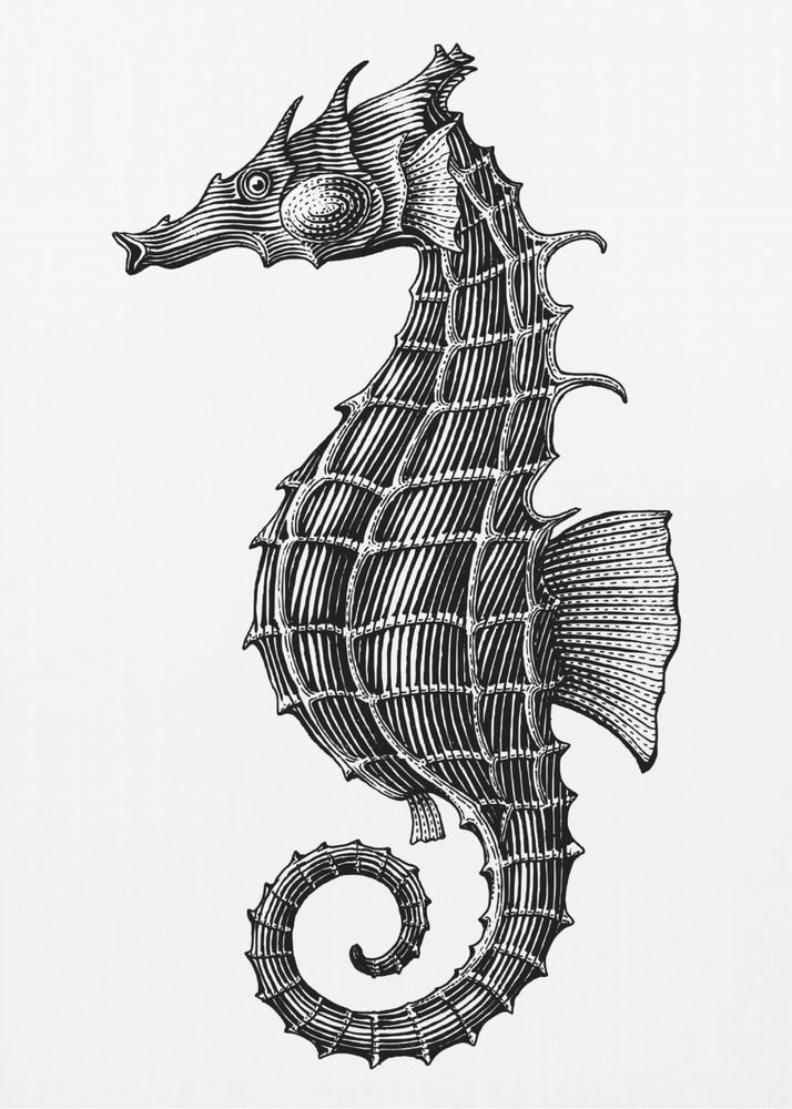 Seahorse | Canvas