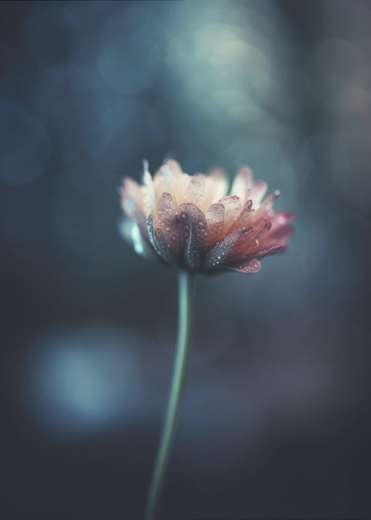 Dew-Kissed Blossom | Canvas