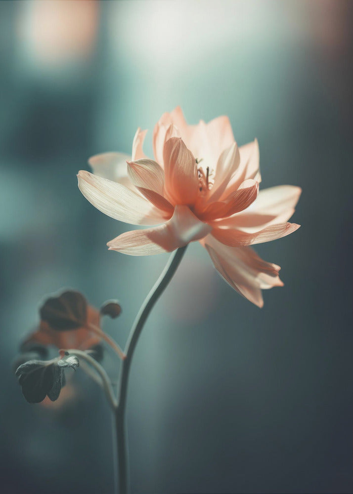 Petal Serenity | Canvas