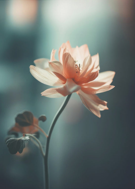 Petal Serenity | Canvas