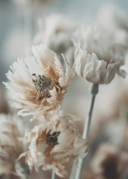 Whispering Petals | Poster