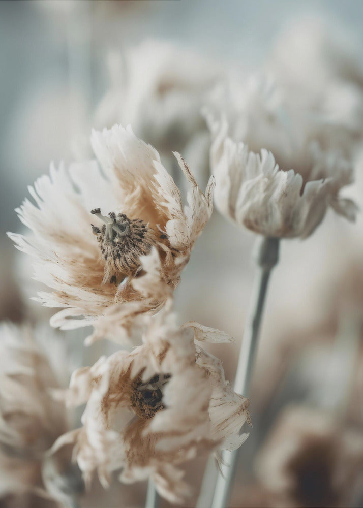 Whispering Petals | Canvas