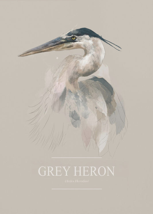 Grey Heron | Canvas