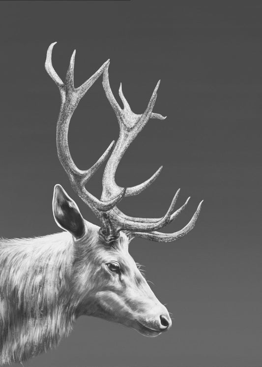 Reindeer | Canvas