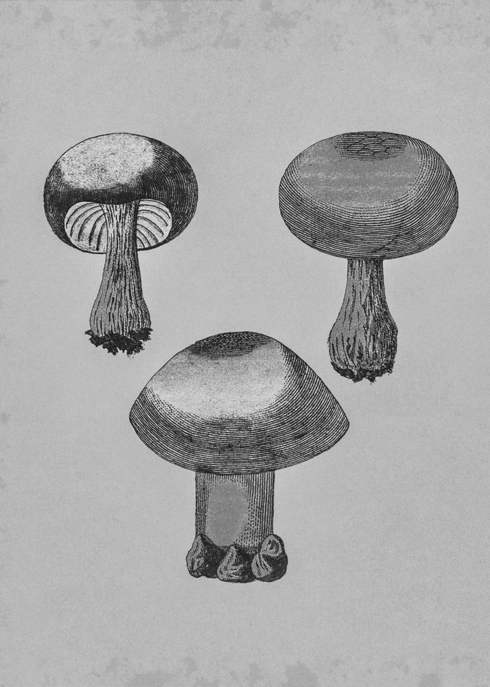 Violet Webcap Mushroom | Canvas