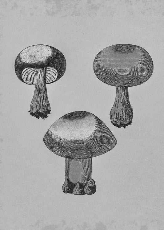 Violet Webcap Mushroom | Canvas