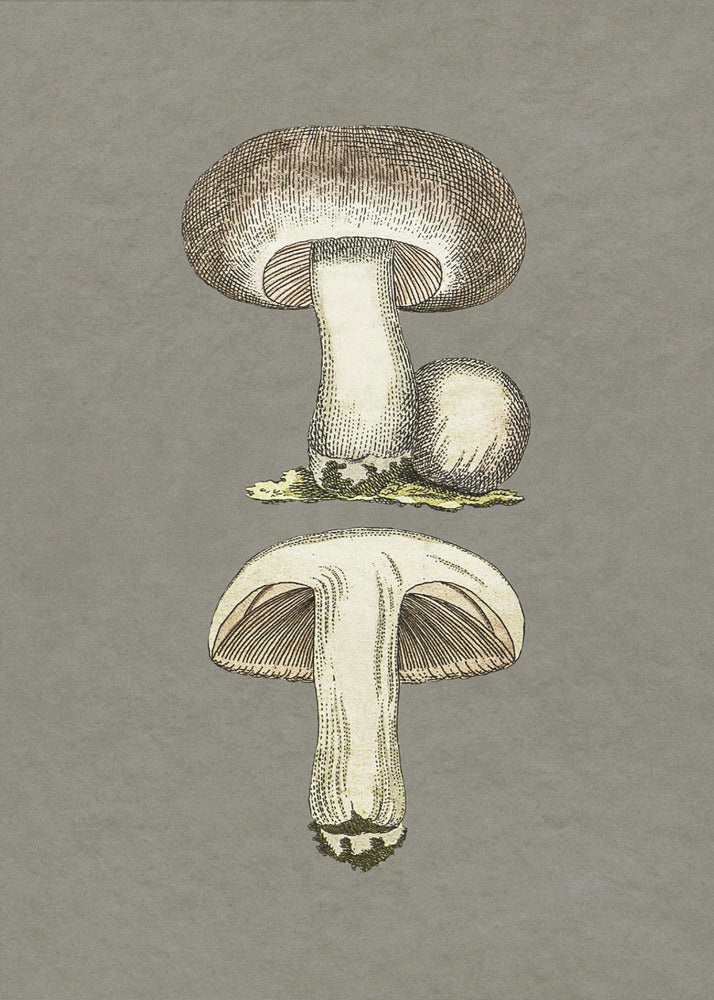 Field Mushroom | Poster