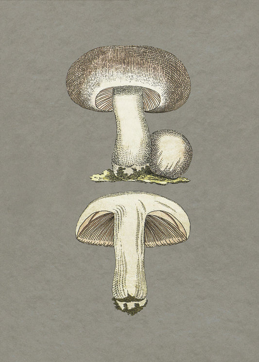 Field Mushroom | Canvas
