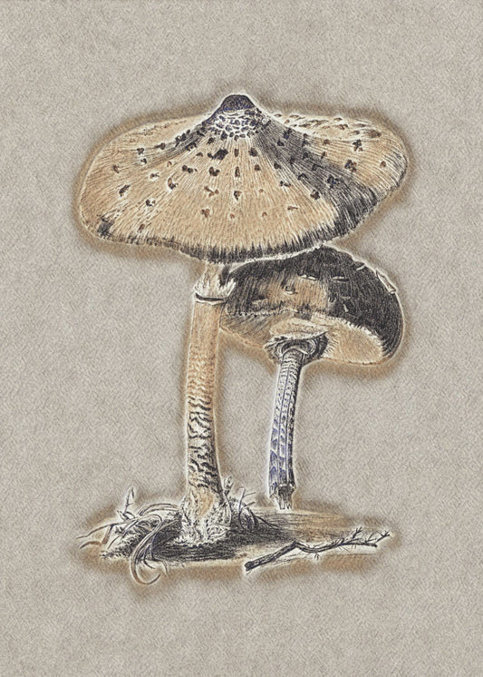 Hand Drawn Parasol Mushroom Brown | Canvas