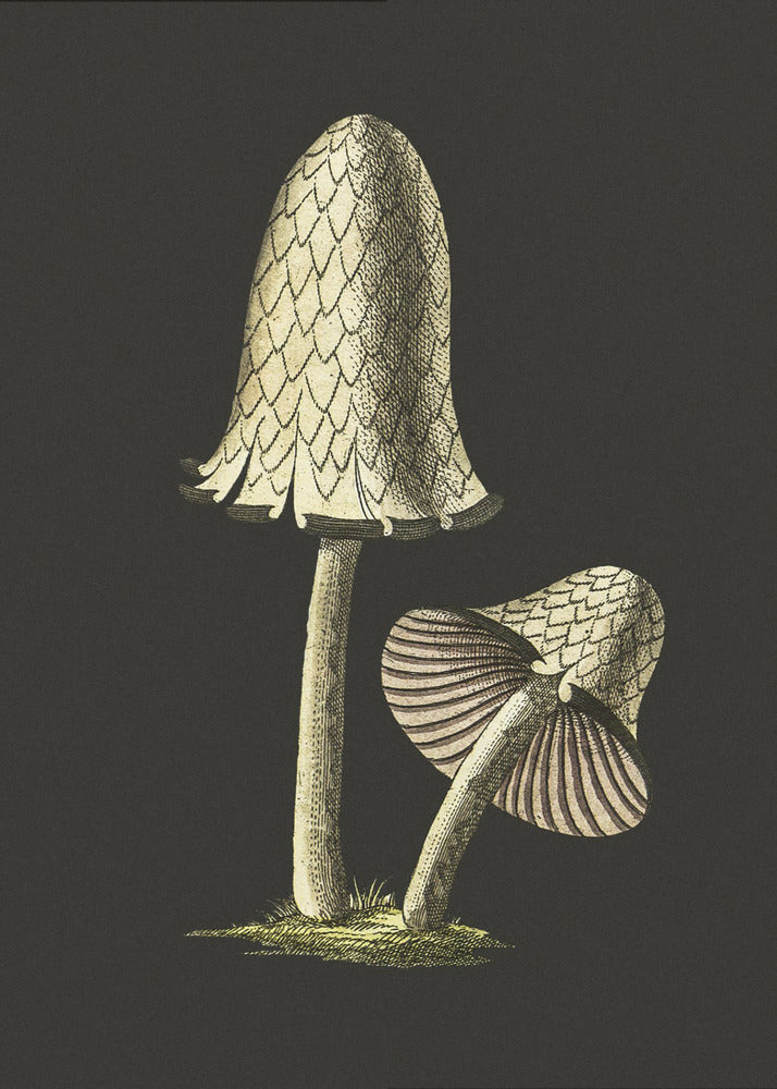 Vintage Inky Cap Edible Mushroom Black Background | Canvas