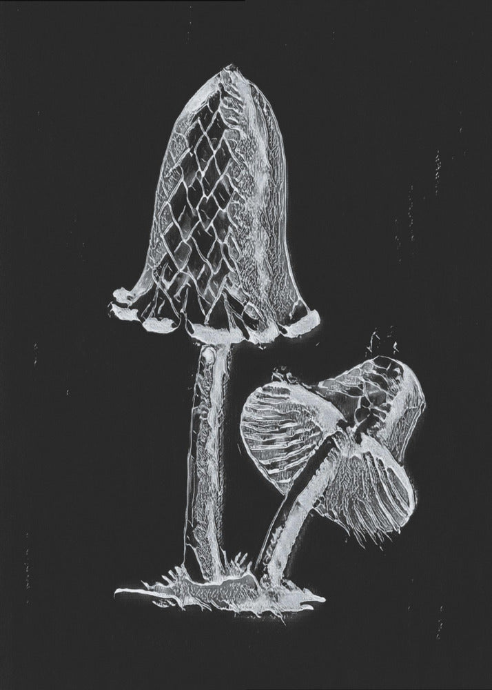 Vintage Inky Cap Edible Mushroom Dark BW | Poster