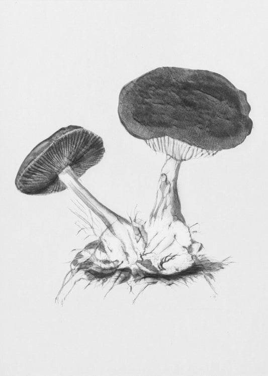 Vintage Violet Webcap Mushroom Bright BW | Canvas