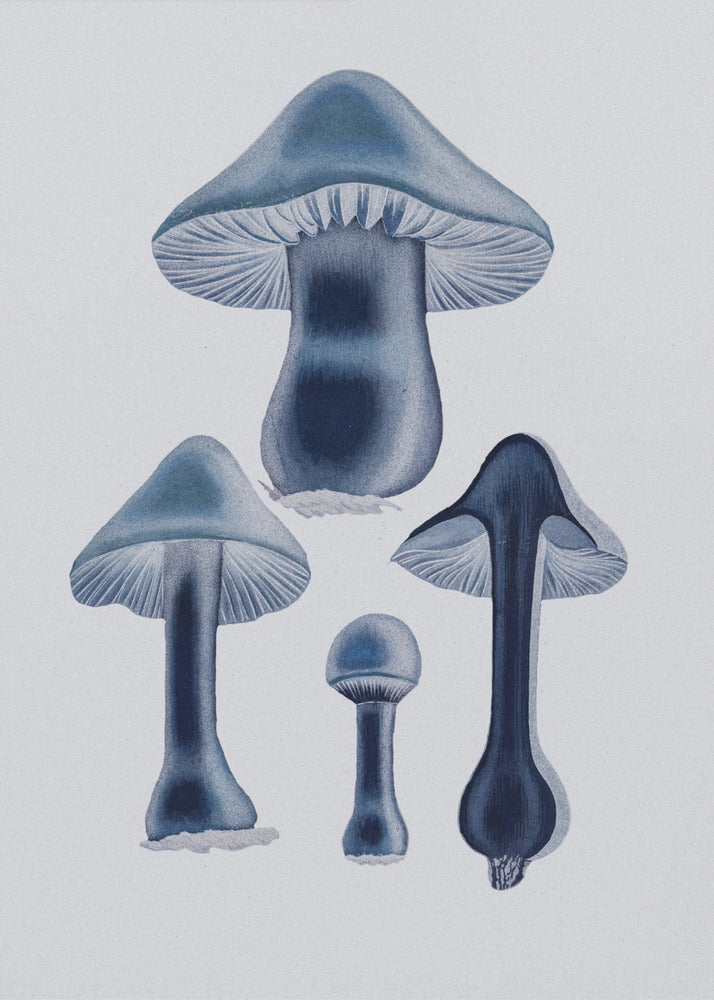 Agaricus Bulbosus - Blue | Poster