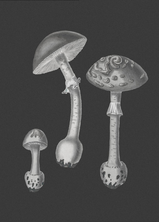 Amanita Muscaria  Black Backgound BW | Canvas