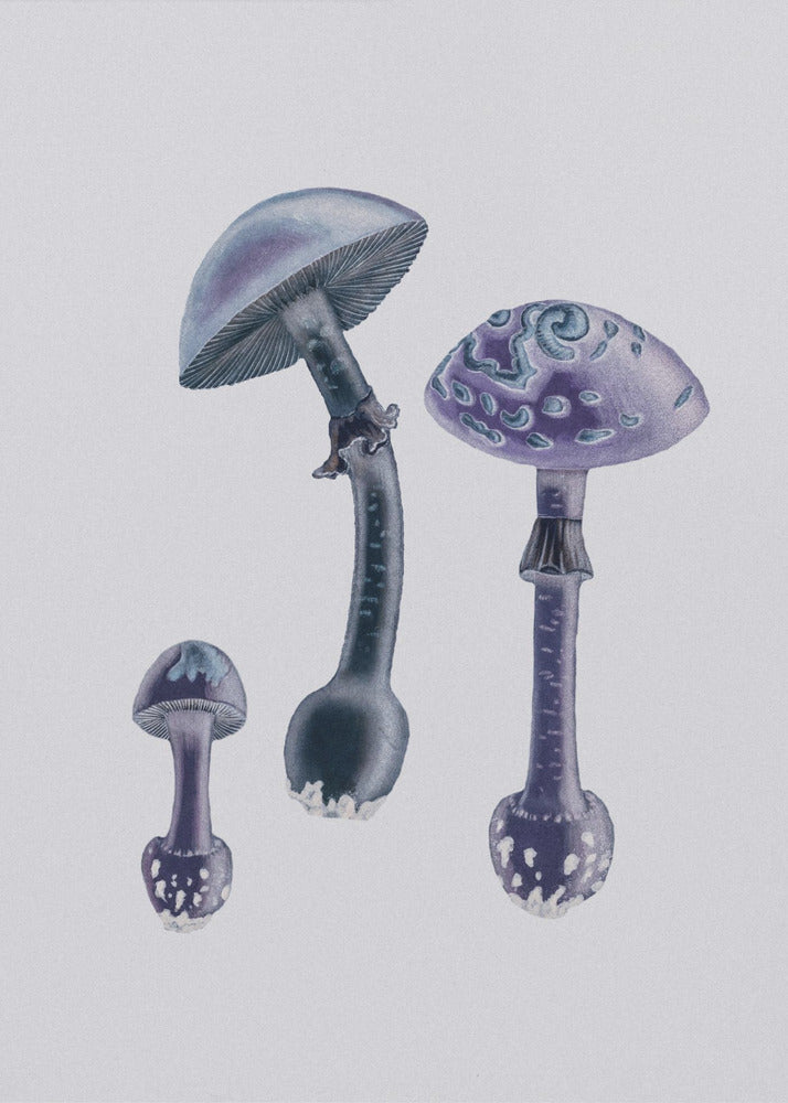 Amanita Muscaria  White Backgound Purple | Poster