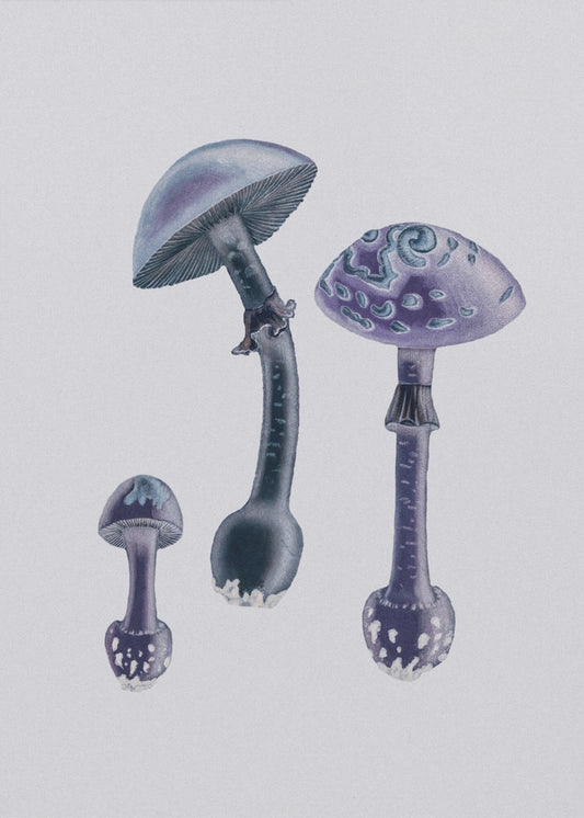 Amanita Muscaria  White Backgound Purple | Poster