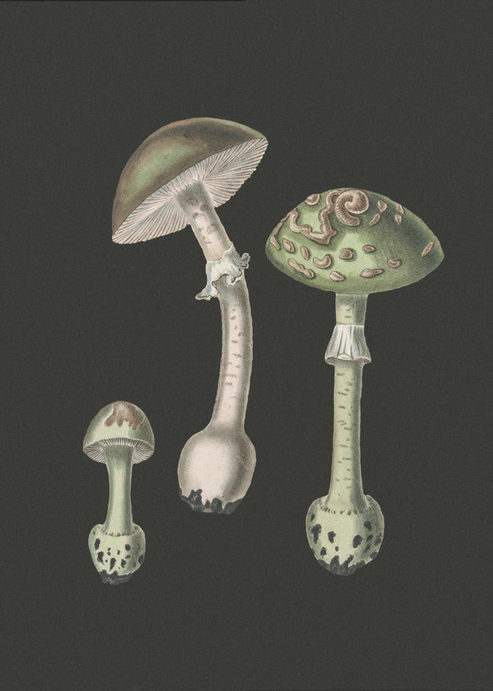 Amanita Muscaria Dark Background | Poster