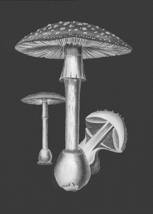 Amanita Muscaria Dark Background BW | Poster