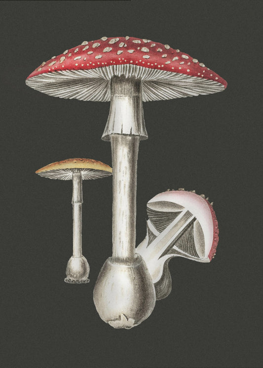 Amanita Muscaria Dark Background | Poster