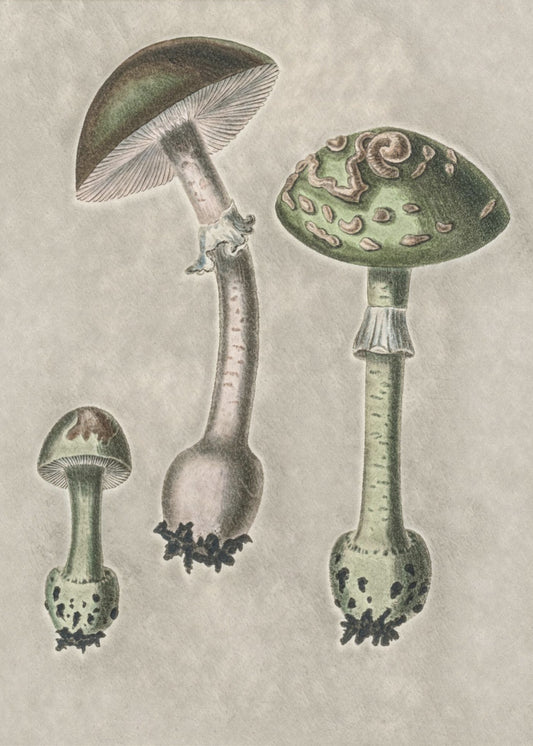 Amanita Muscaria Remix Green | Poster
