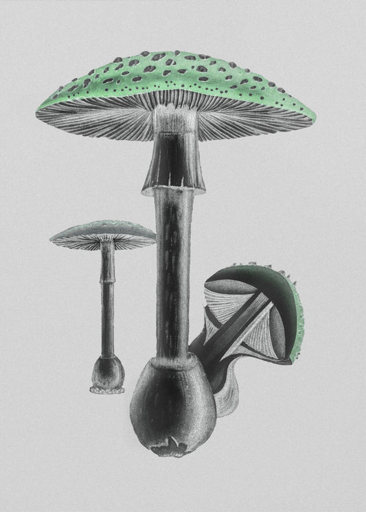 Amanita Muscaria White Background Green | Poster