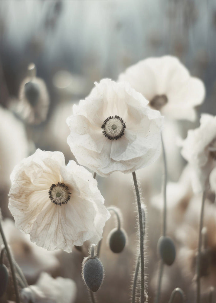 Whispers of Poppies | Poster