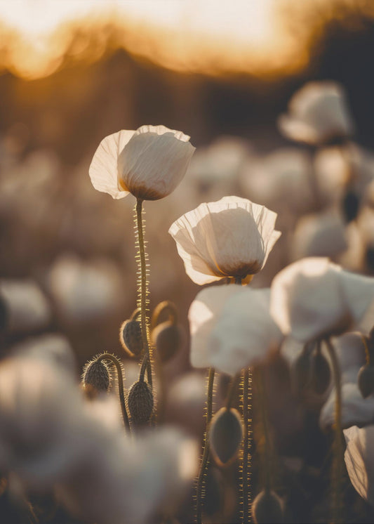 Golden Blooming Dawn | Poster