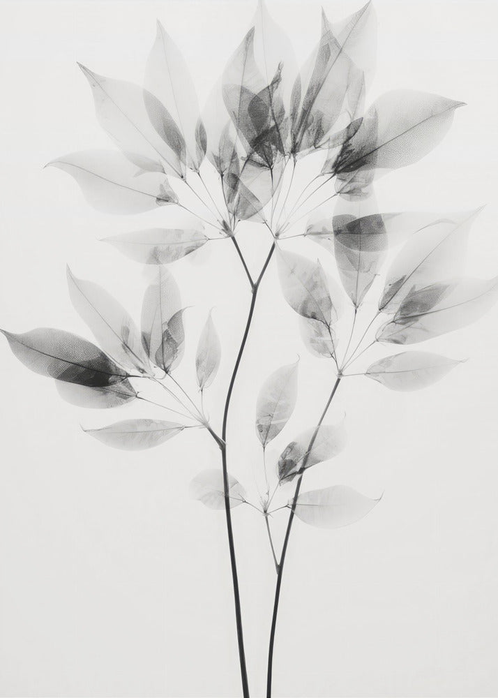 Transparent Leaves | Canvas