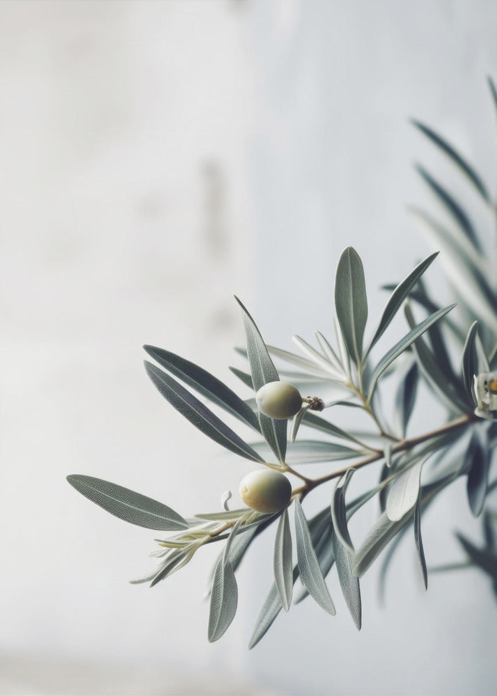 Olive Serenity | Poster