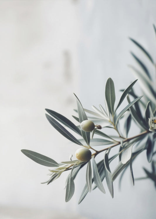 Olive Serenity | Poster