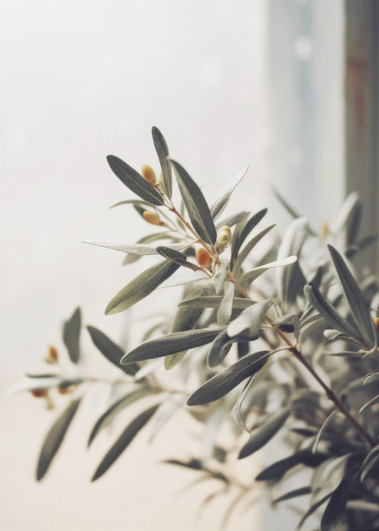 Olive Branch Light | Canvas