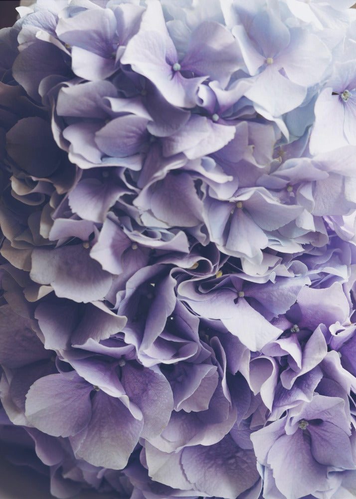Vibrant Purple Hydrangea Flowers | Canvas