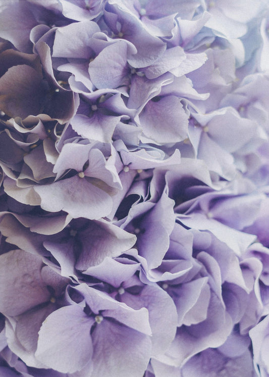 Vibrant Purple Hydrangea Flowers | Canvas