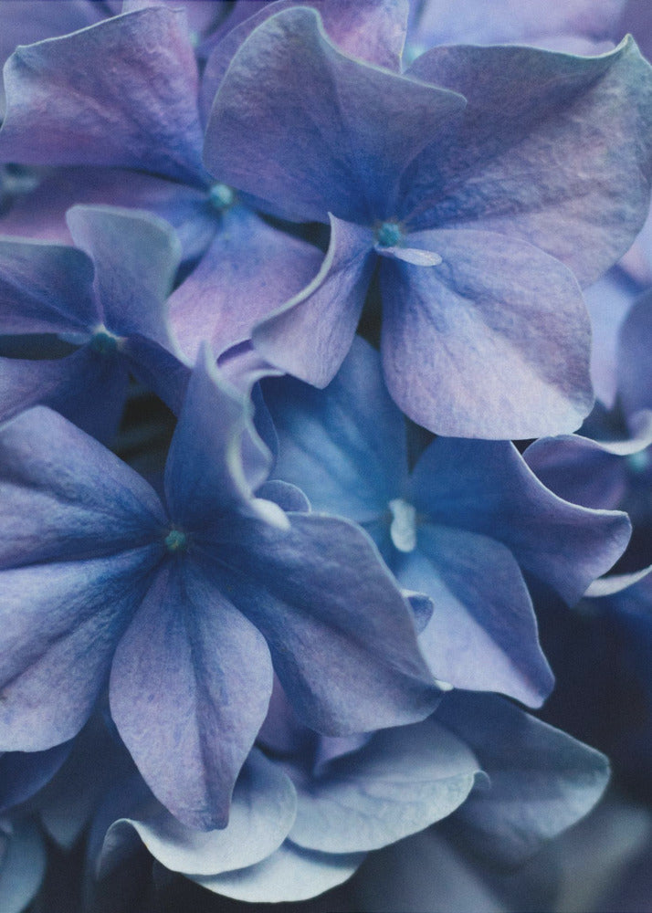 Vibrant Purple Hydrangea Flowers | Poster